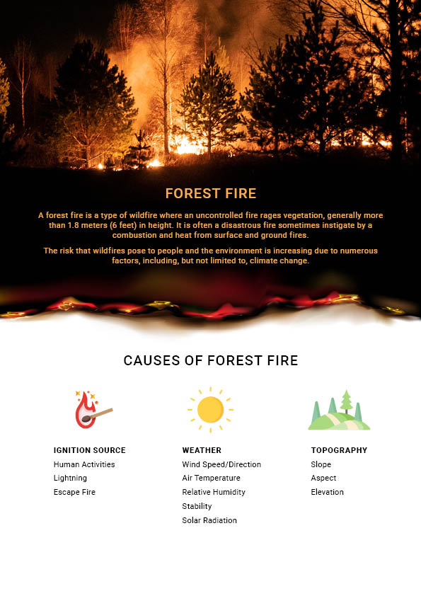 Forest Fire